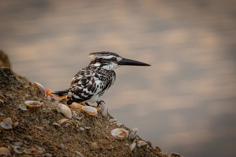 097 Bundala NP, bonte ijsvogel.jpg